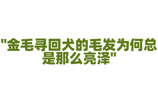 "金毛寻回犬的毛发为何总是那么亮泽"